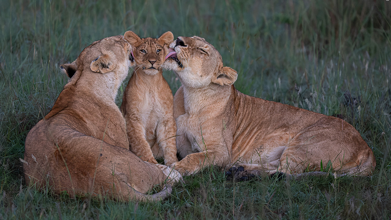 Wildlife Photographer of the Year cover lion family